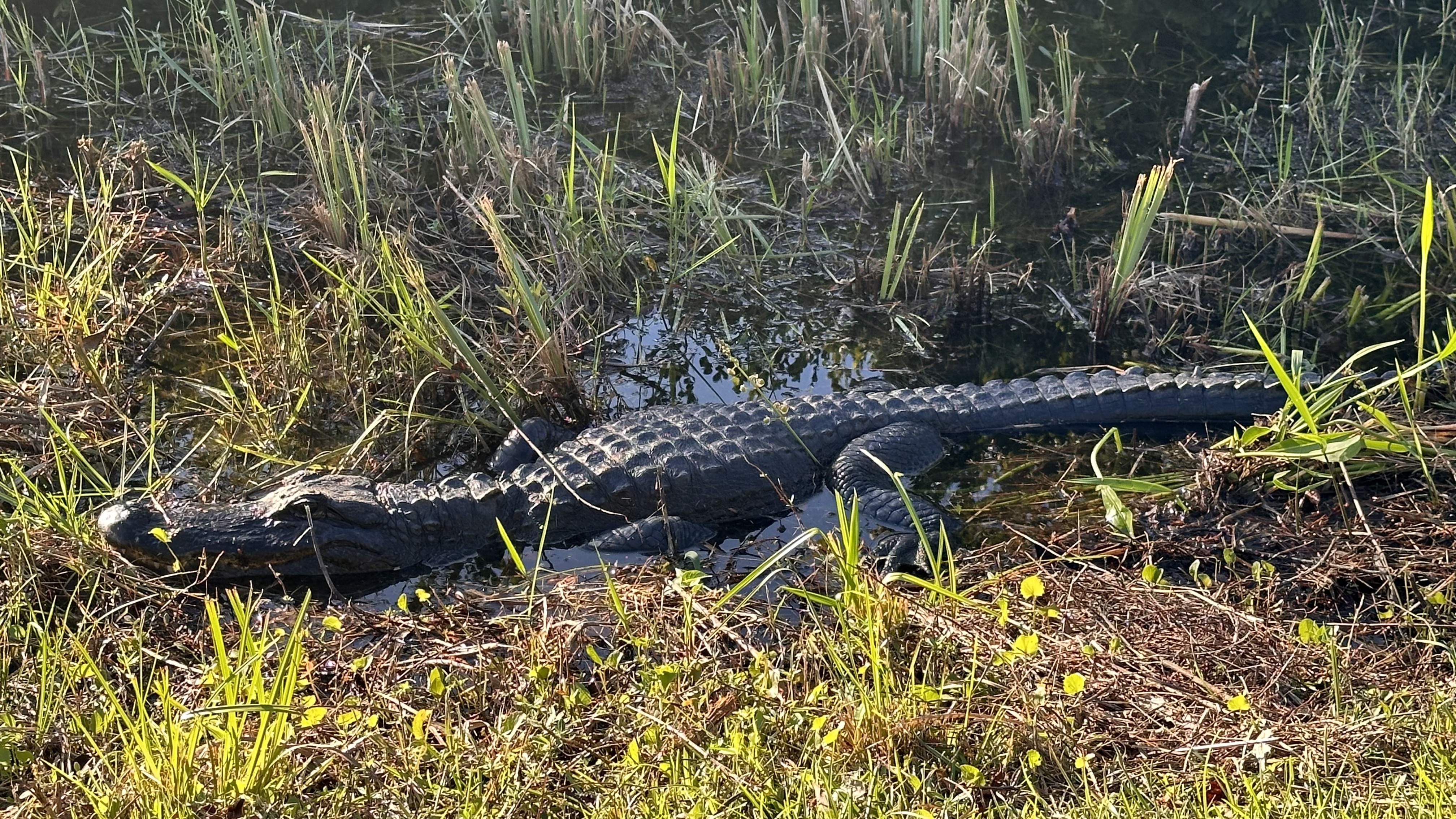 Alligator in Everglades